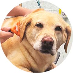 Dog Grooming & Bathing